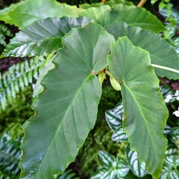 Begonia angularis Leaf