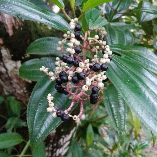 Miconia ciliata Fruchs