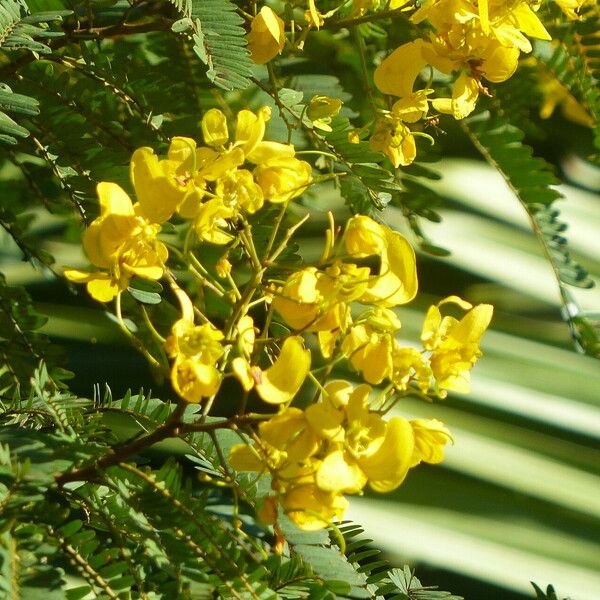 Senna multijuga Flower