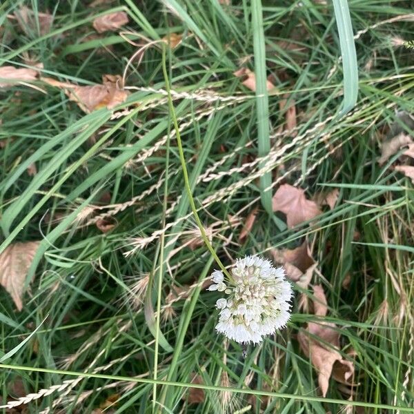 Allium paniculatum Habit