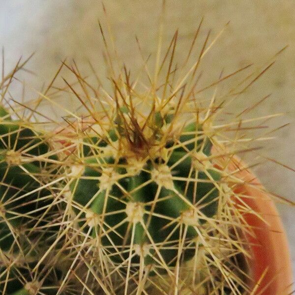 Echinocereus coccineus Hábitos