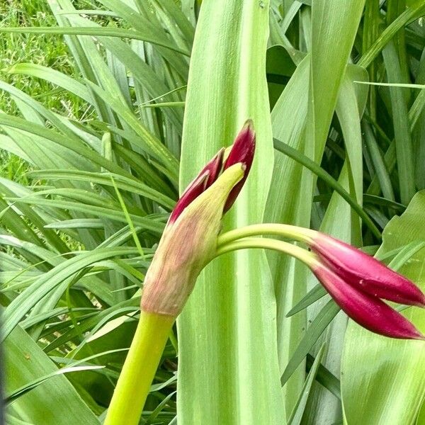 Crinum bulbispermum Квітка