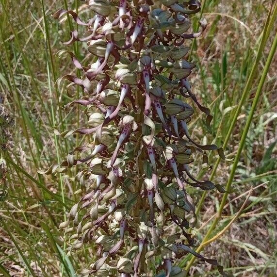 Himantoglossum hircinum ফুল