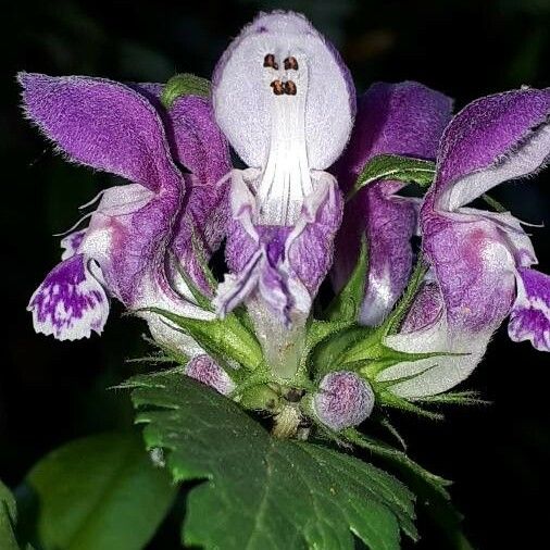 Lamium maculatum Flor