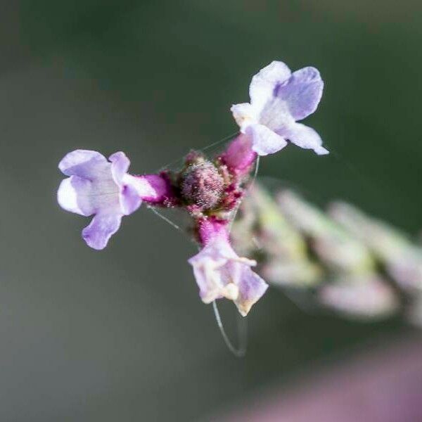 Verbena officinalis 花