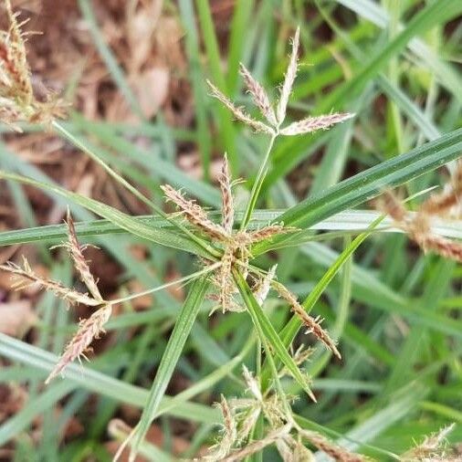 Cyperus rotundus Blüte