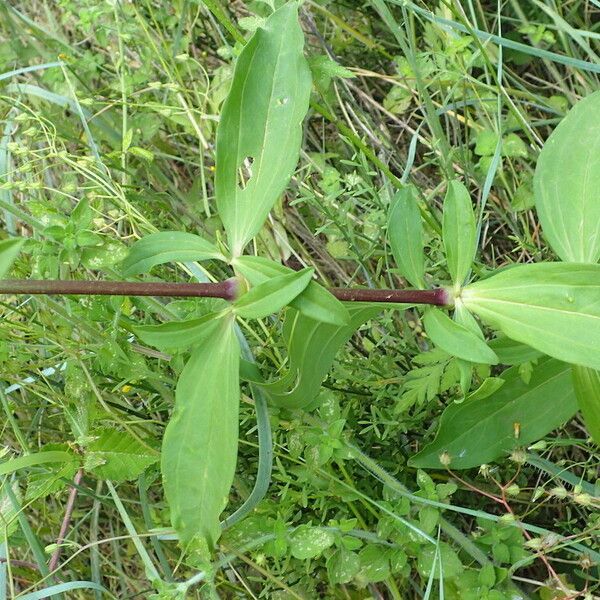 Saponaria officinalis Blad