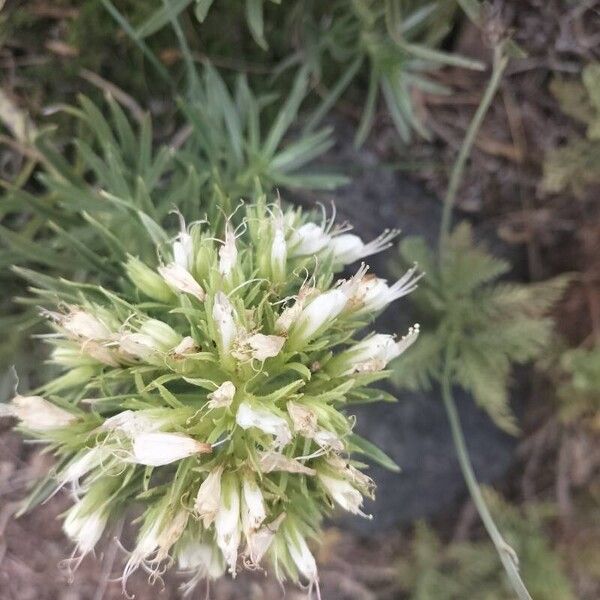 Echium aculeatum Квітка