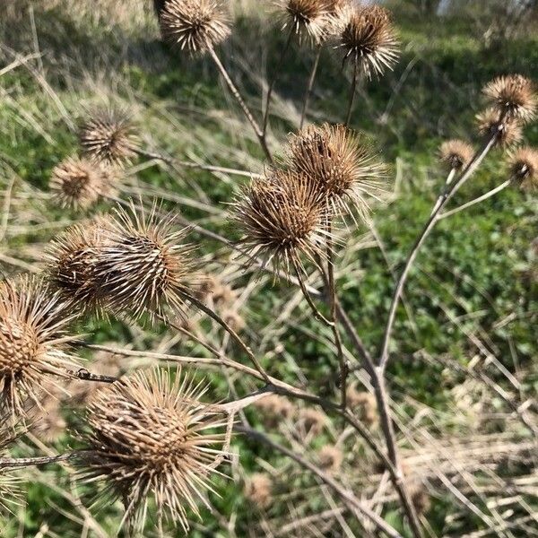 Arctium lappa Fruit