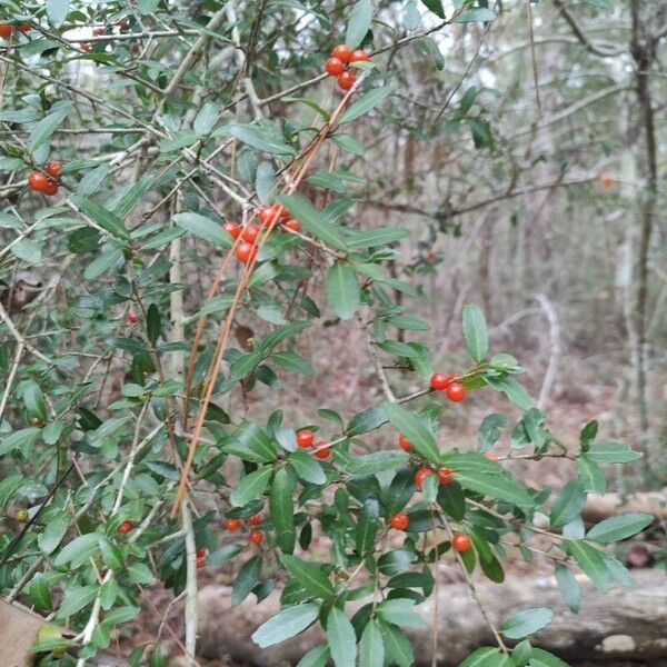 Ilex vomitoria Fruit