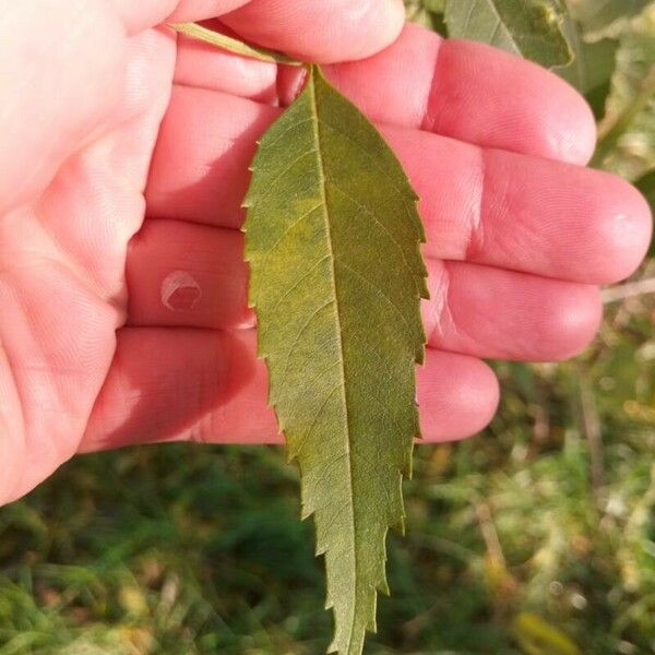 Fraxinus angustifolia Hoja