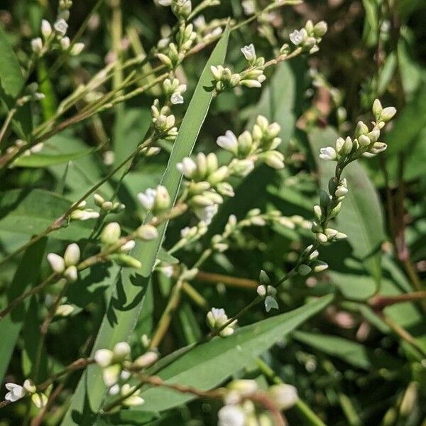 Persicaria punctata Flors