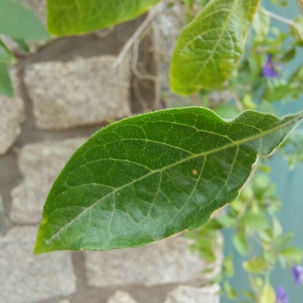 Lycianthes rantonnetii Leaf