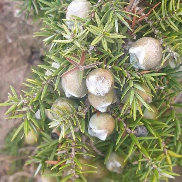 Juniperus macrocarpa 果実