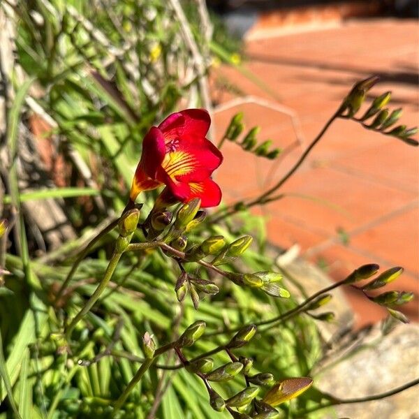 Freesia × kewensis Õis