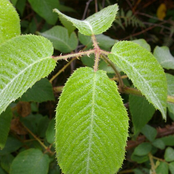 Rubus adenotrichos Leaf