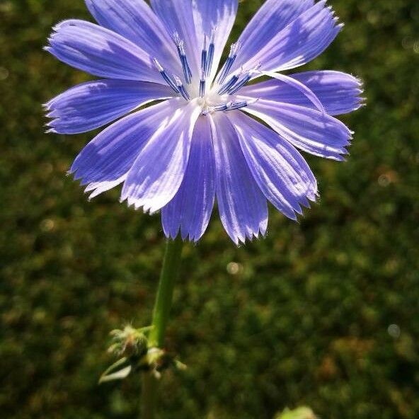 Cichorium intybus Цвят