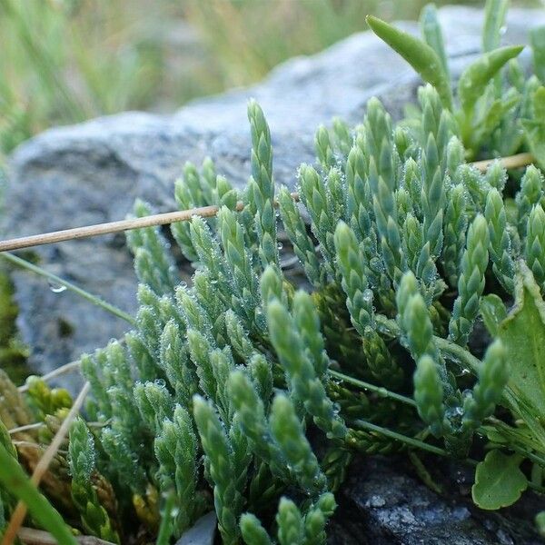 Lycopodium alpinum Natur