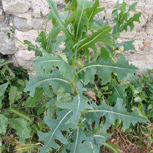 Lactuca serriola Агульны выгляд