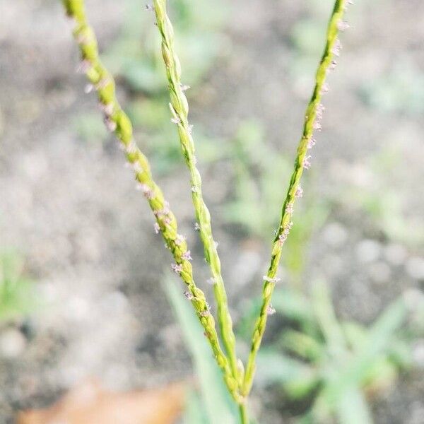 Digitaria sanguinalis Blüte