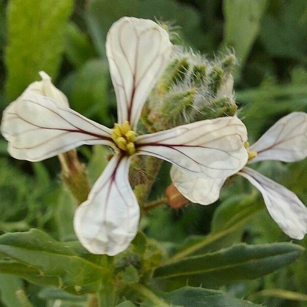 Eruca sativa Flower