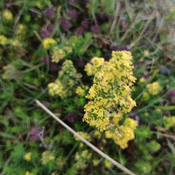 Galium verum Fleur