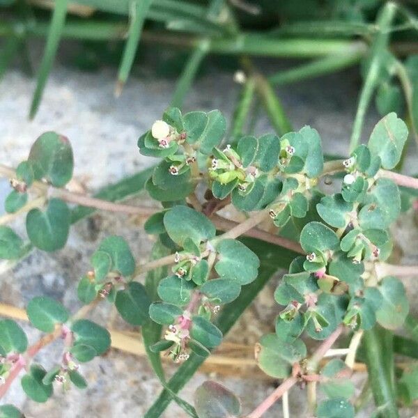 Euphorbia serpens Žiedas