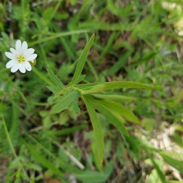 Cerastium arvense Hostoa