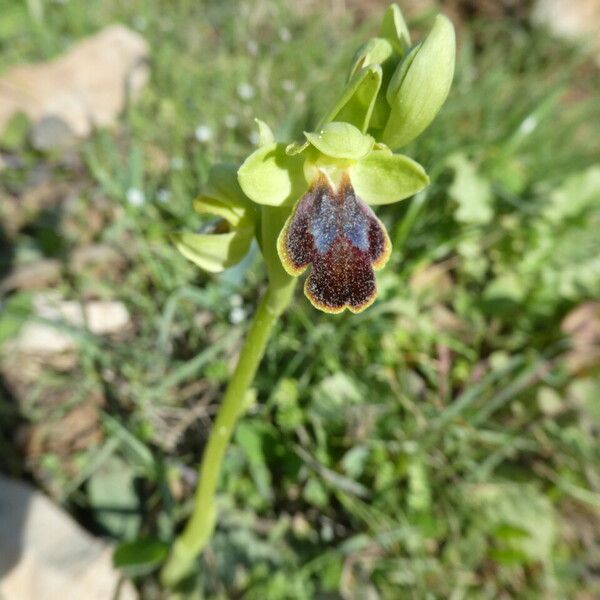 Ophrys fusca Fleur