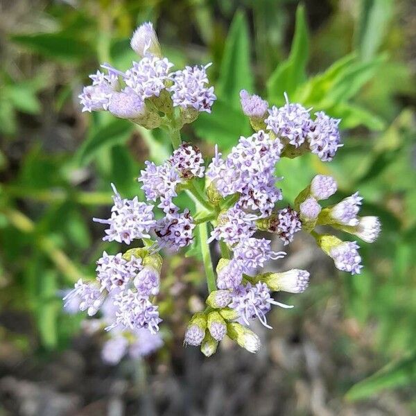 Chromolaena hirsuta Квітка