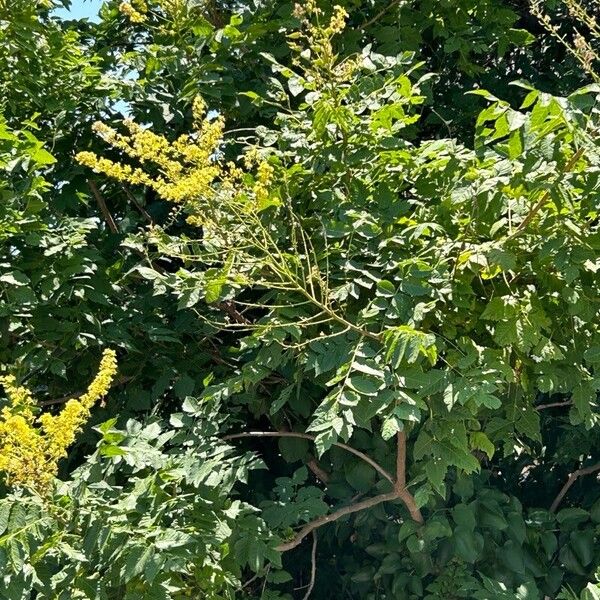 Koelreuteria paniculata Hoja