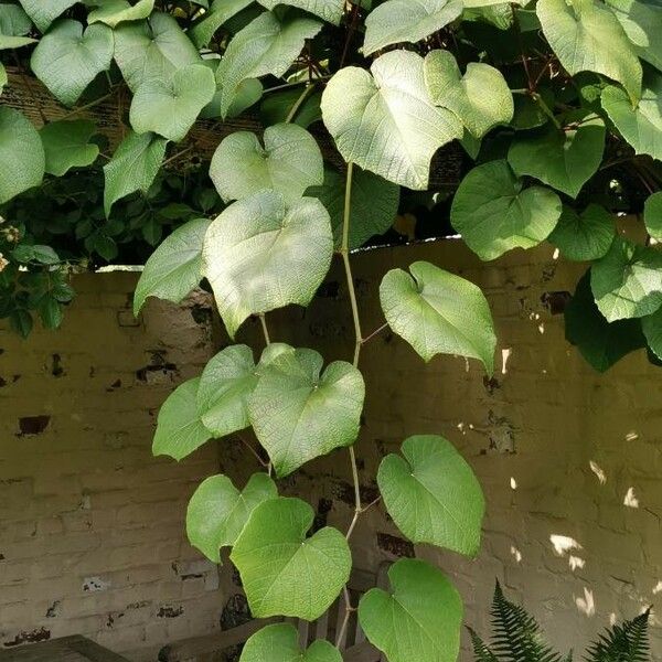 Vitis coignetiae 葉