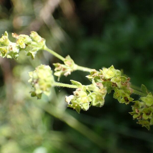 Alchemilla saxatilis 花