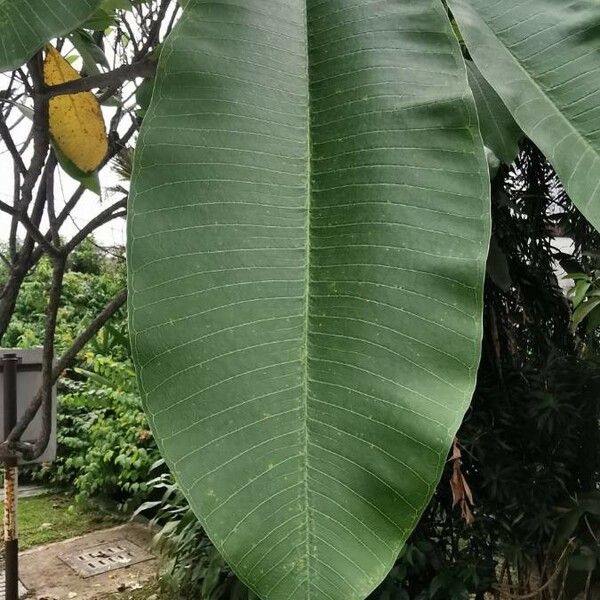 Plumeria rubra برگ