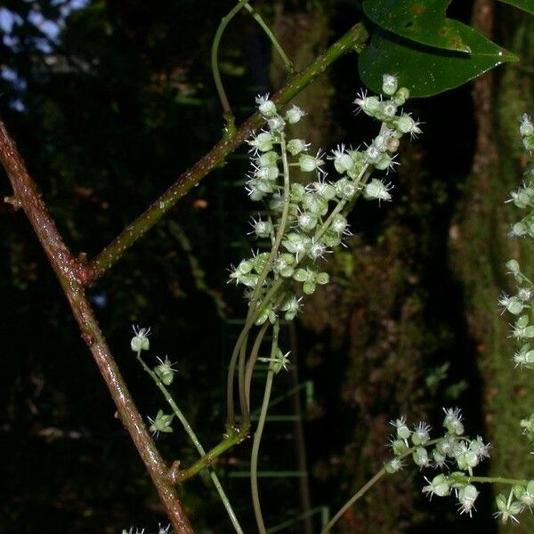 Trichostigma octandrum Ďalší