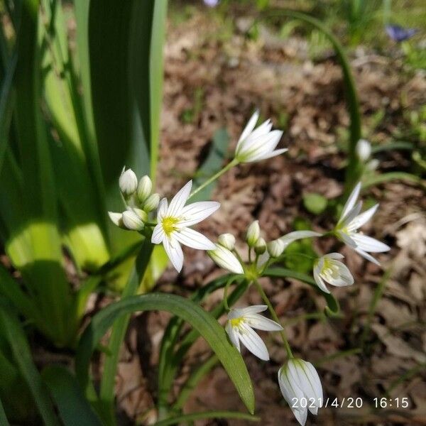 Allium pendulinum Floare