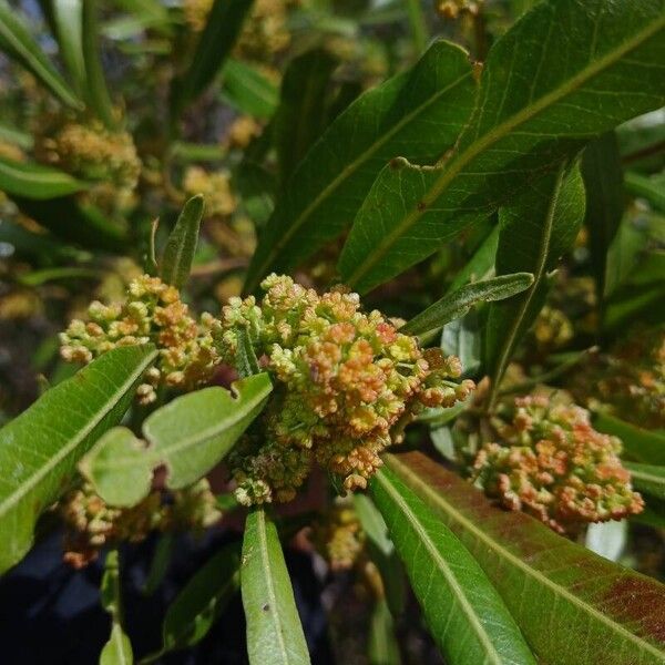 Dodonaea viscosa Flor