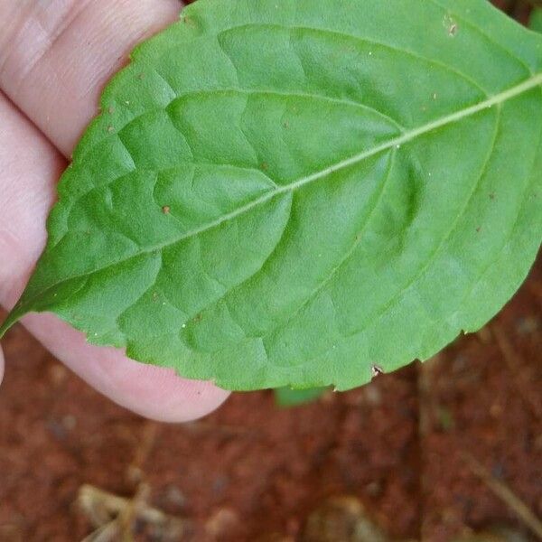 Ocimum campechianum Leaf