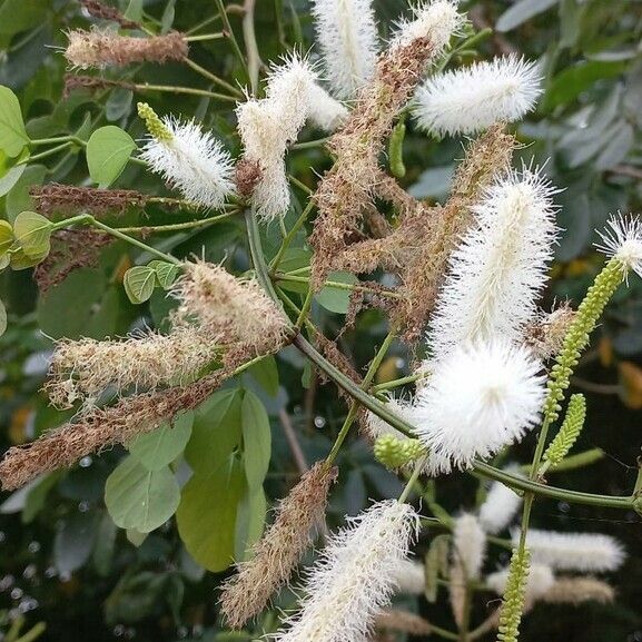 Mimosa caesalpiniifolia Λουλούδι