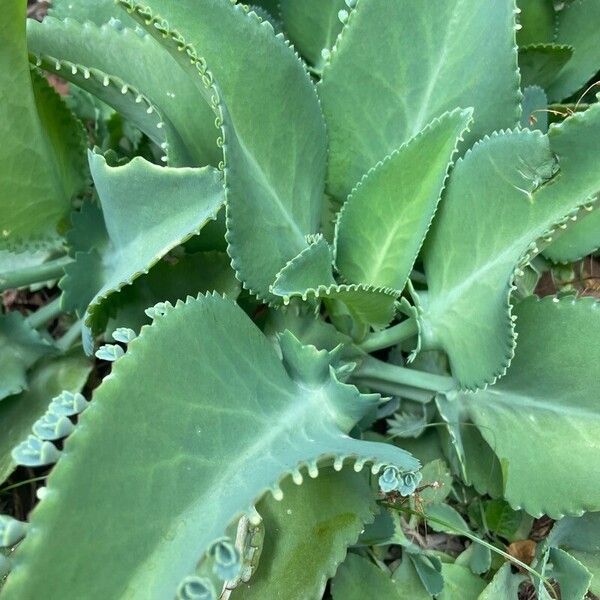 Kalanchoe laetivirens Folio