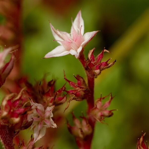 Sedum hispanicum Blomst