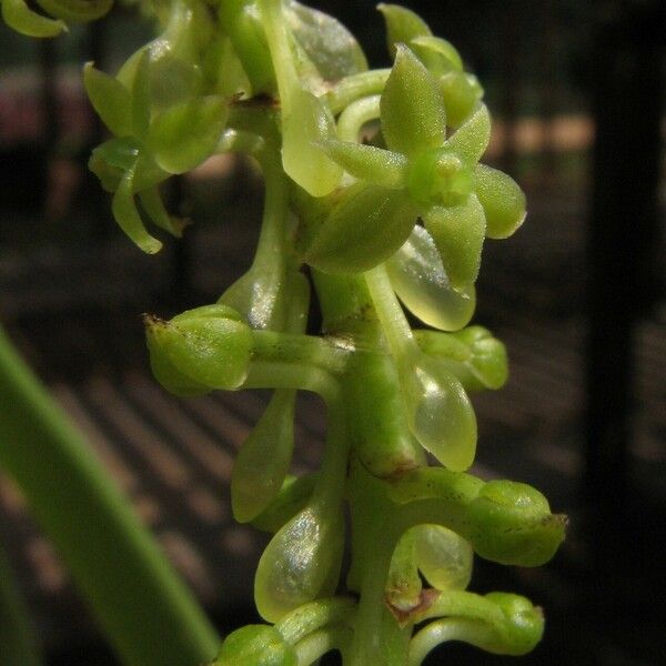 Diaphananthe vesicata Floare