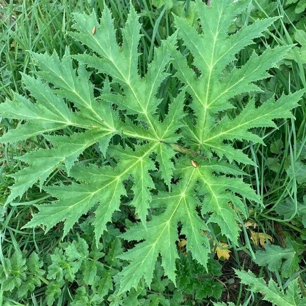 Heracleum sosnowskyi Deilen