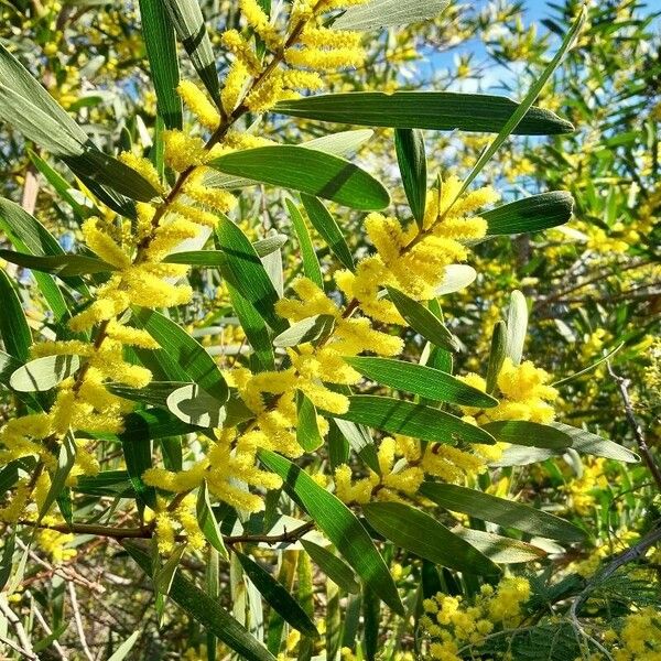 Acacia longifolia फूल