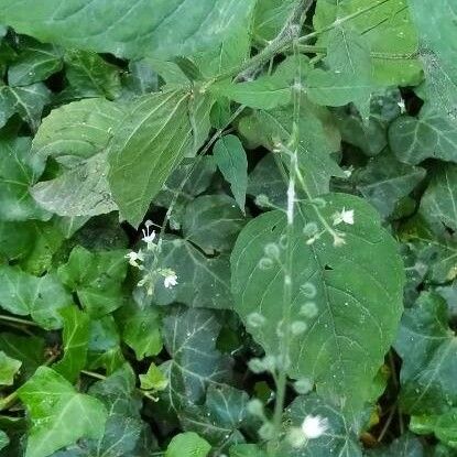 Circaea alpina ফুল