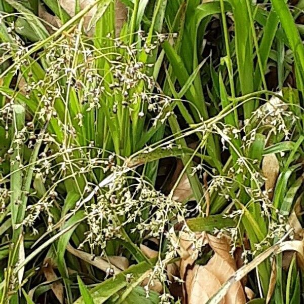 Luzula sylvatica Fruit