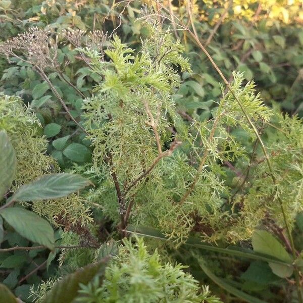 Artemisia annua Habitus