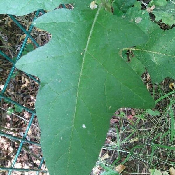 Solanum carolinense Liść