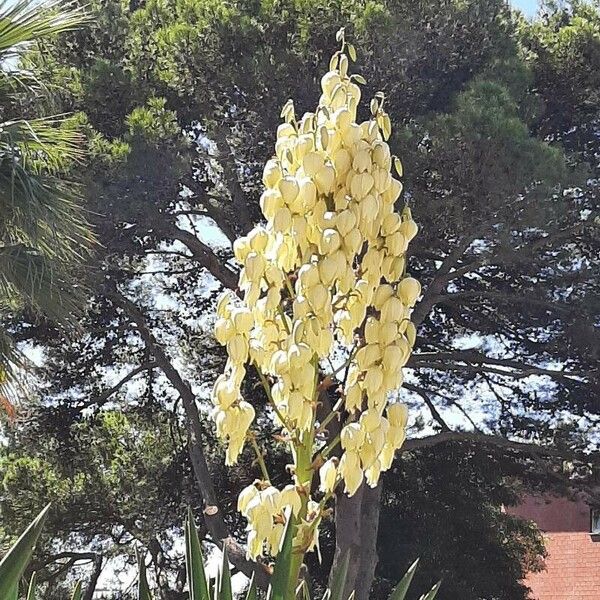 Yucca gloriosa Çiçek