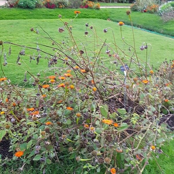 Tithonia rotundifolia Vivejo